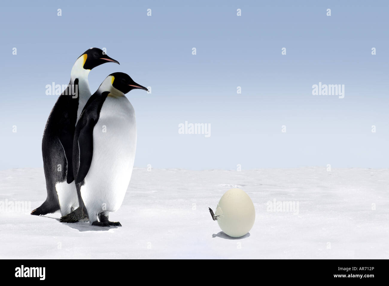 A baby penguin hatching while the parents are watching Stock Photo