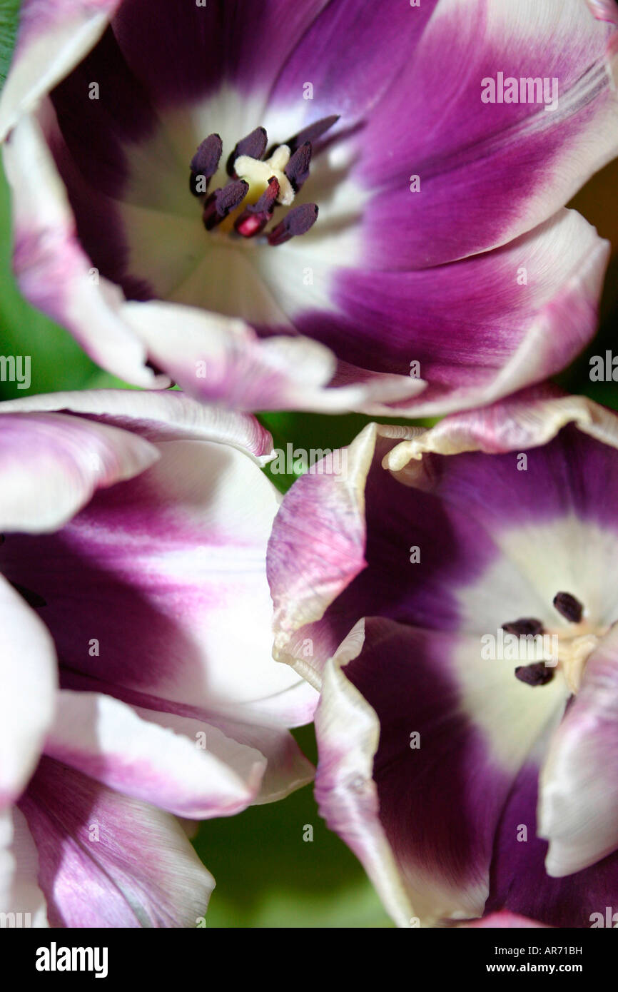 Purple green and white hi-res stock photography and images - Alamy