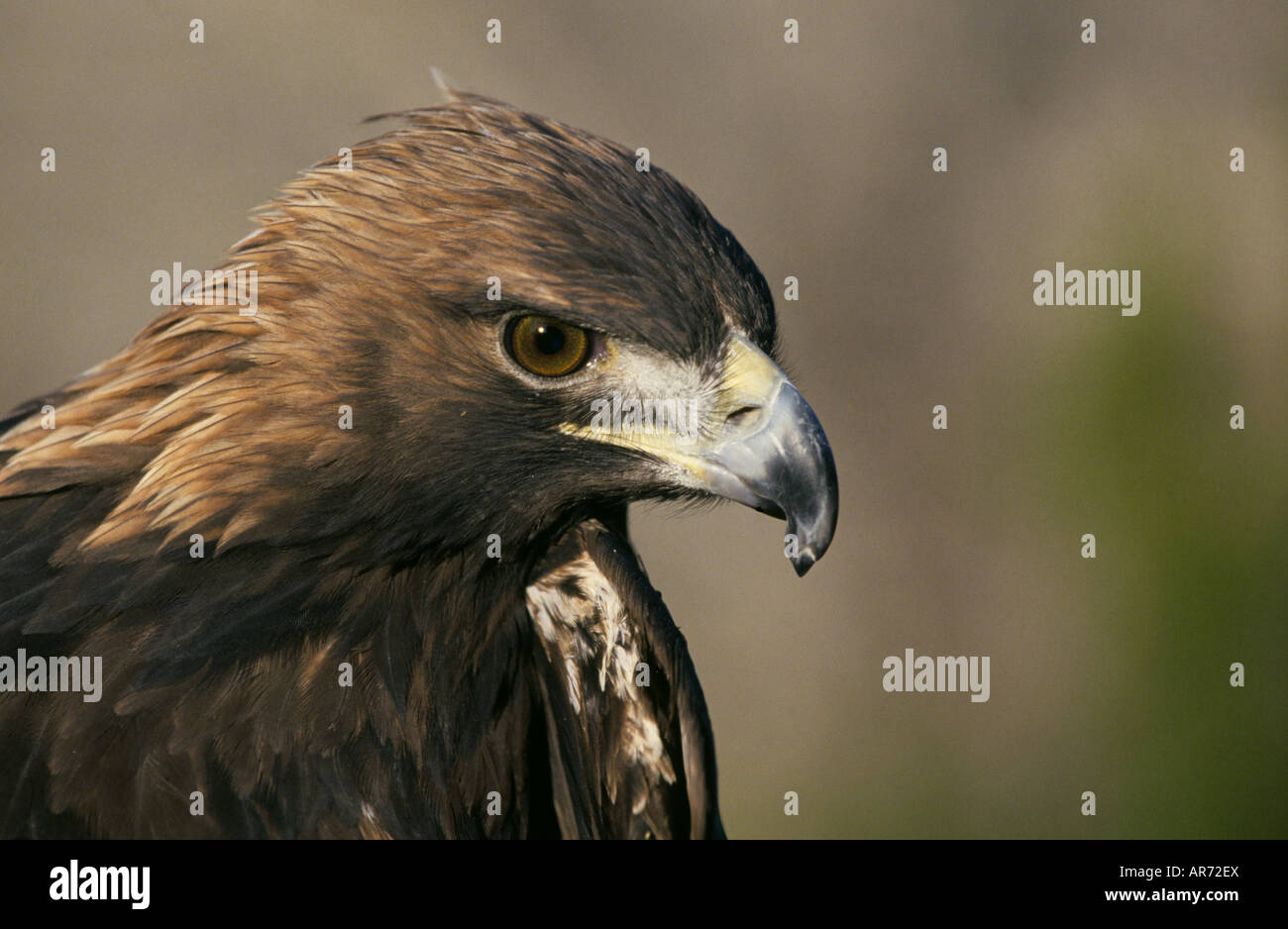 Usa United States Portrait Of A Golden Eagle Aquila