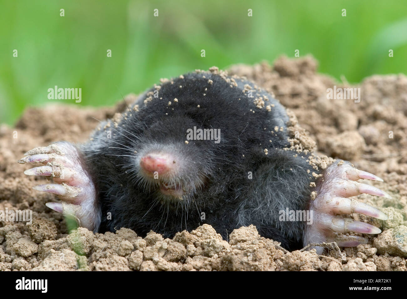 European Mole, Maulwurf, Talpa europaea Stock Photo