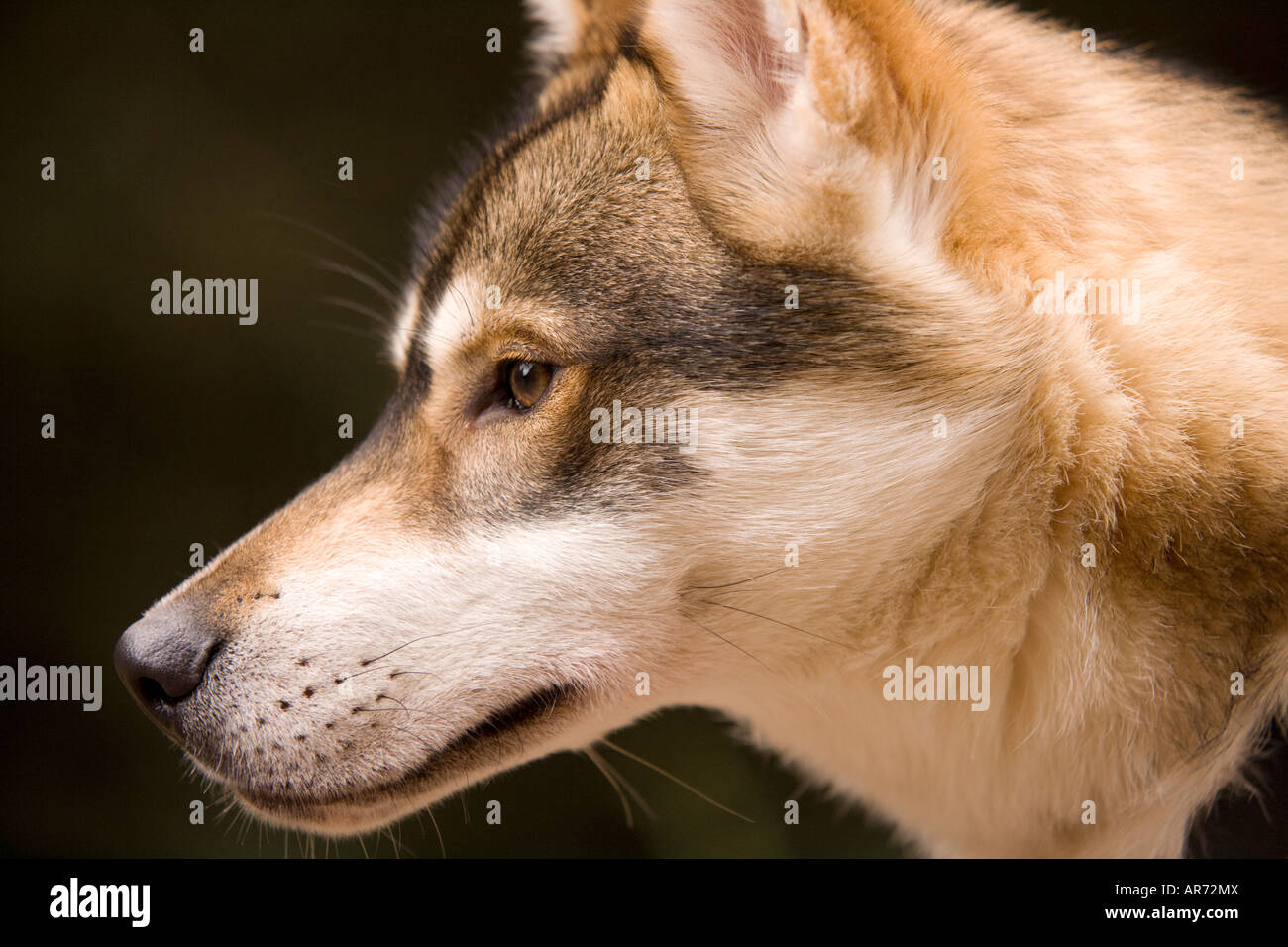 8 month old cute pet husky puppy dog at sled dog race in Ae Forest Dumfries and Galloway Scotland UK Stock Photo