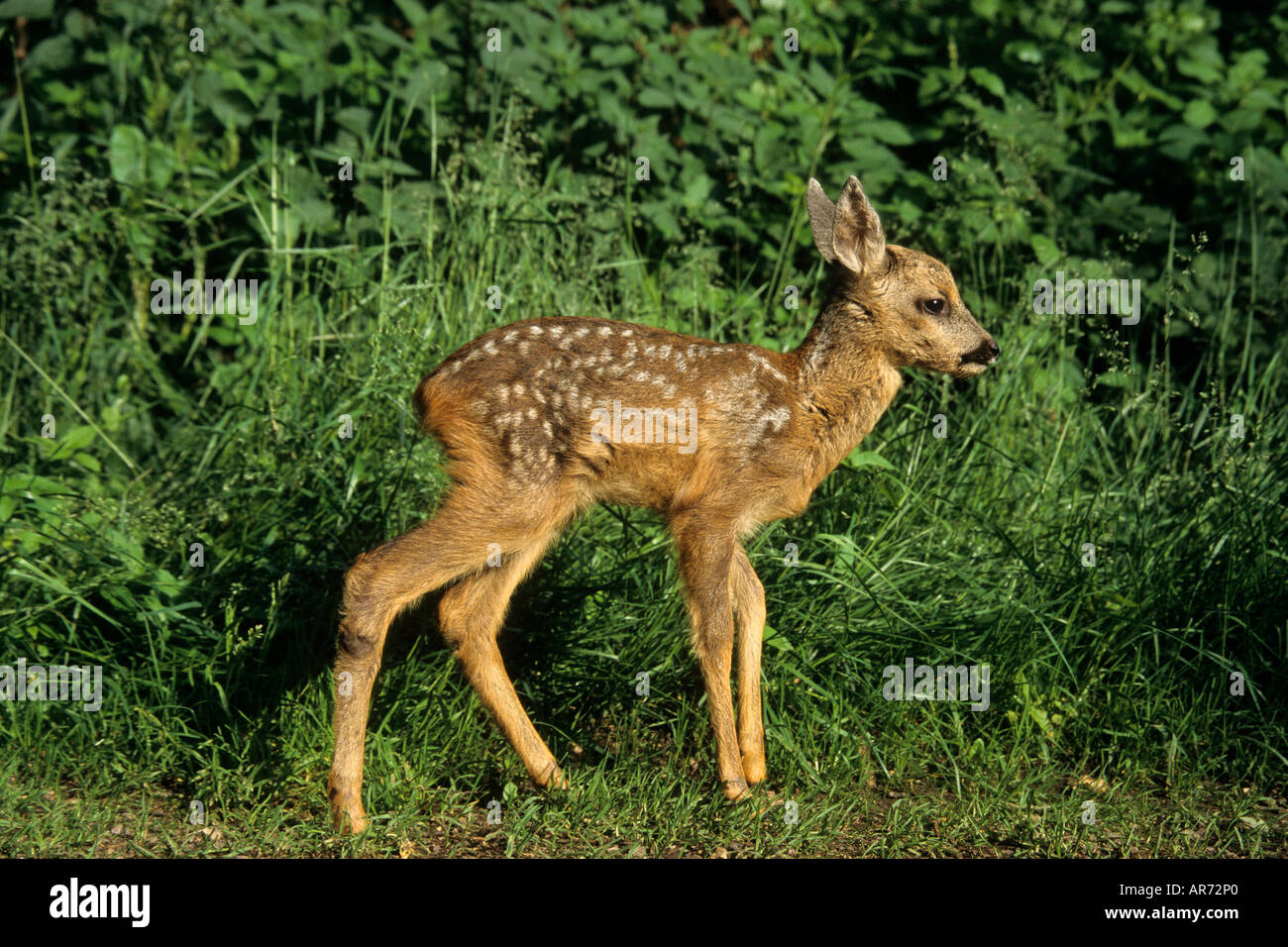 Rehkitz row deer fawn capreolus capreolus Stock Photo