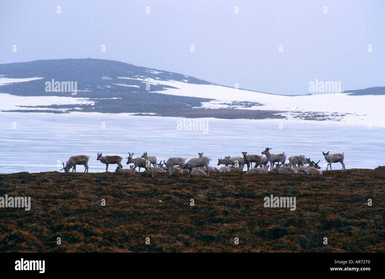 Rentier Ren Finnland reindeer Scandinavia Rangifer tarandus Stock Photo