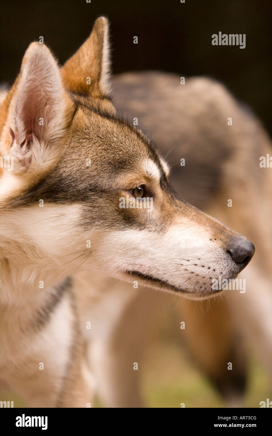 8 month old cute pet husky puppy dog at sled dog race in Ae Forest Dumfries and Galloway Scotland UK Stock Photo