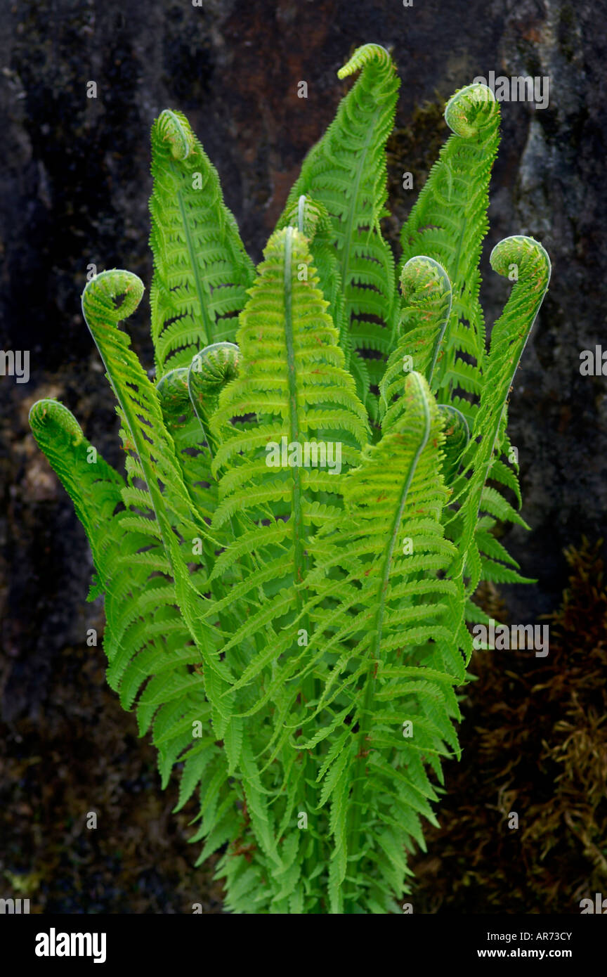 MATTEUCCIA STRUTHIOPTERIS OSTRICH FERN Stock Photo