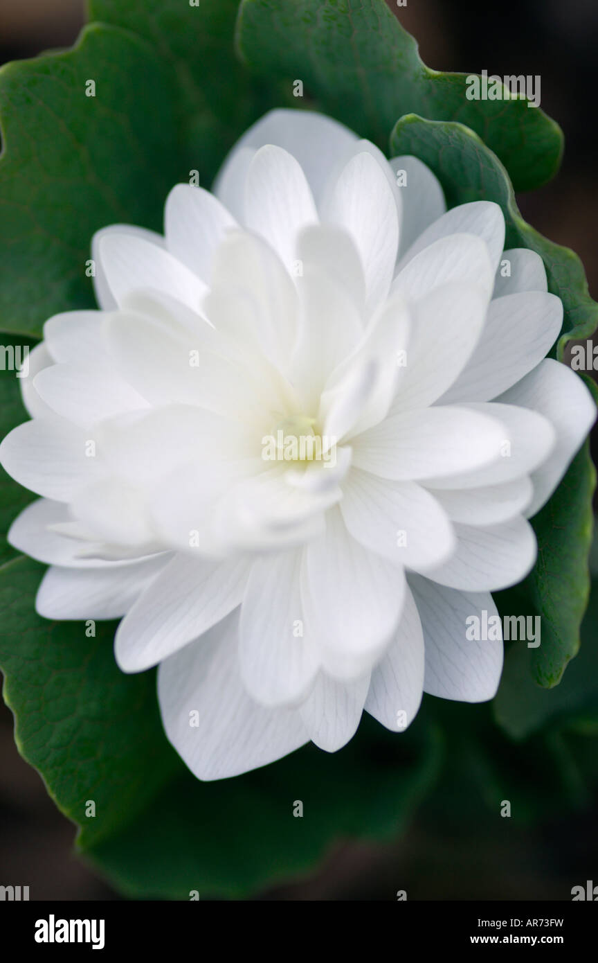 SANGUINARIA CANADENSIS F MULTIPLEX PLENA BLOODROOT Stock Photo - Alamy