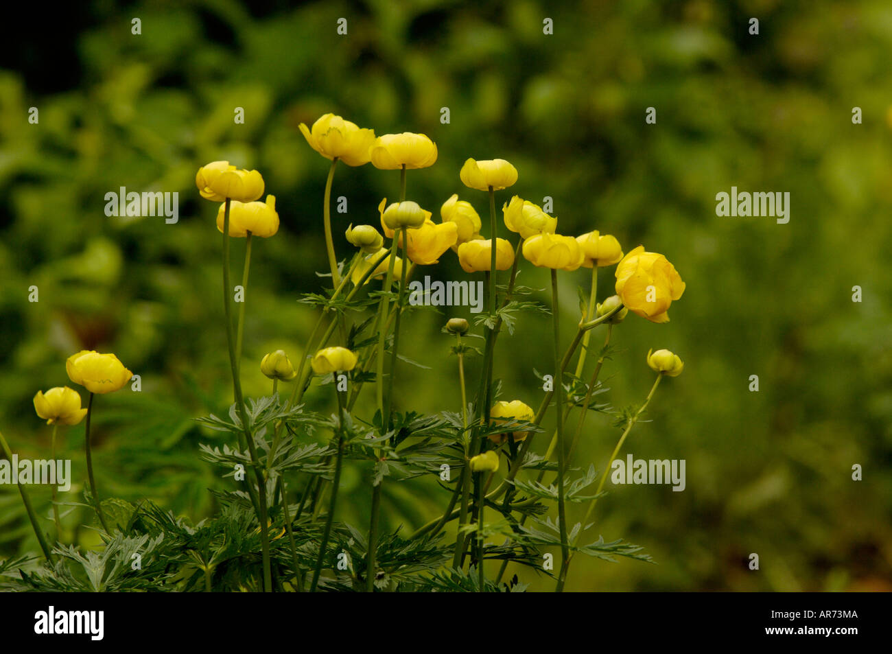Globe Flower Trollius europaeus Stock Photo Alamy