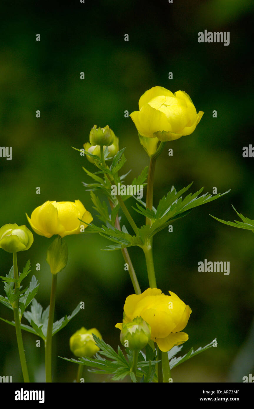 Globe Flower Trollius europaeus Stock Photo Alamy