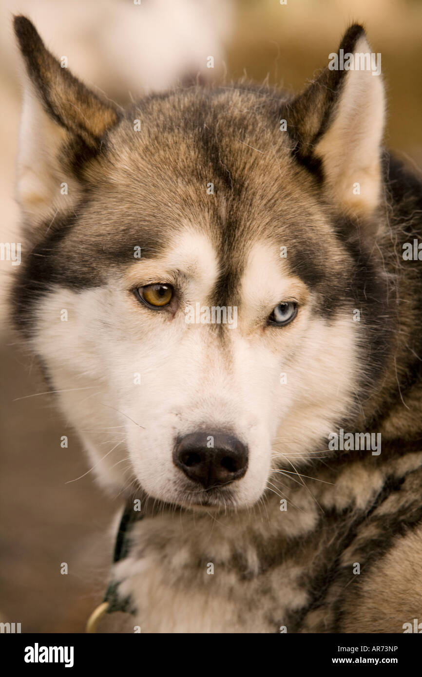 Dog Sports Scotland portrait of a Husky dog at sled dog racing at Ae Forest Dumfries and Galloway UK Stock Photo