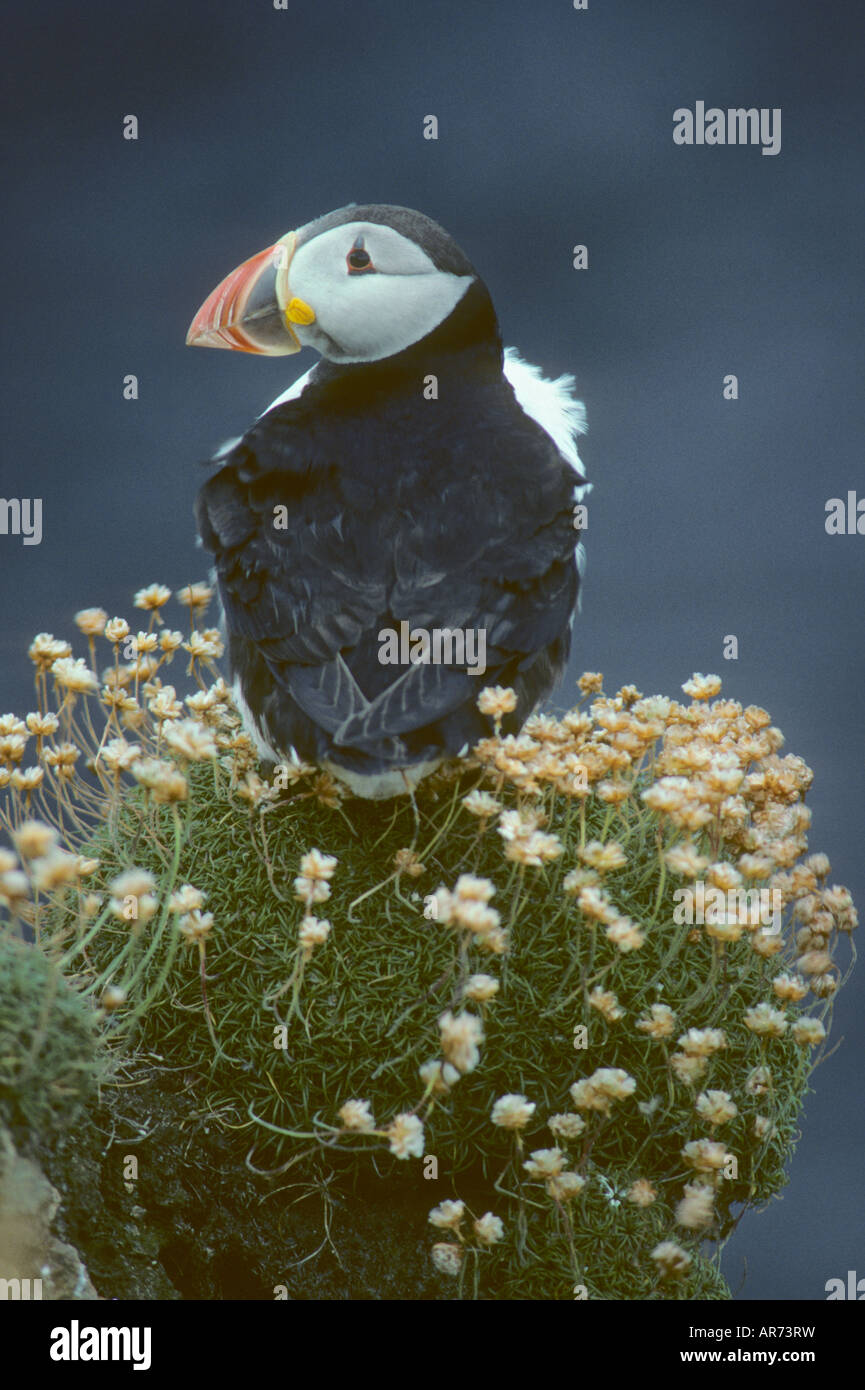 Atlantic Puffin (Fratercula arctica) profile on bluff with sea thrift flowers,  Scotland, Fair Isle, Stock Photo