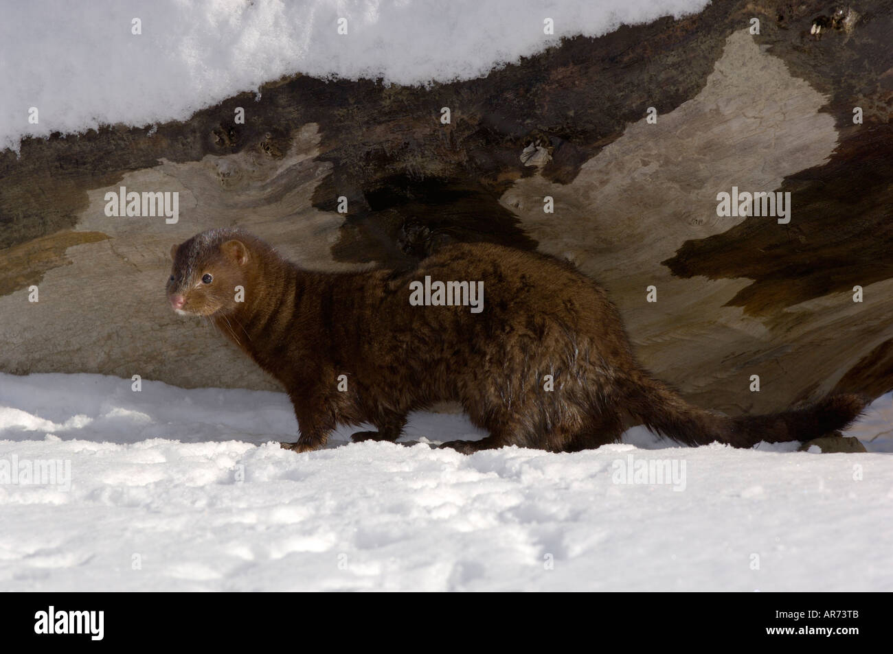 American Mink Mustela vison Photographed in USA Stock Photo