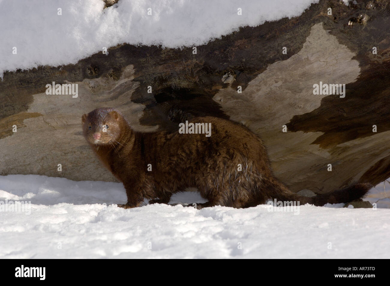 American Mink Mustela vison In snow Photographed in USA Stock Photo