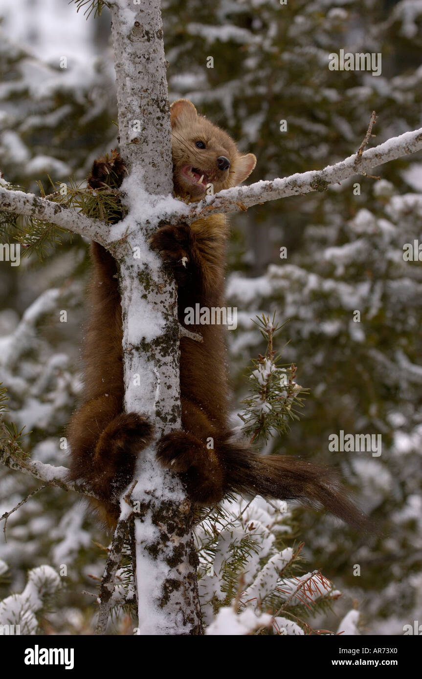 American Pine Marten Martes americana Climbing tree in snow Photographed in USA Stock Photo