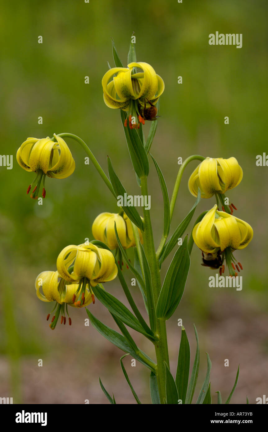 Pyrenean Lily Lillium pyrenaicum With bees taking pollen Photographed in Pyrenees France Stock Photo