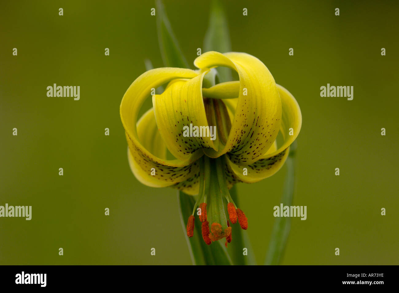 Pyrenean Lily Lillium pyrenaicum Photographed in Pyrenees France Stock Photo