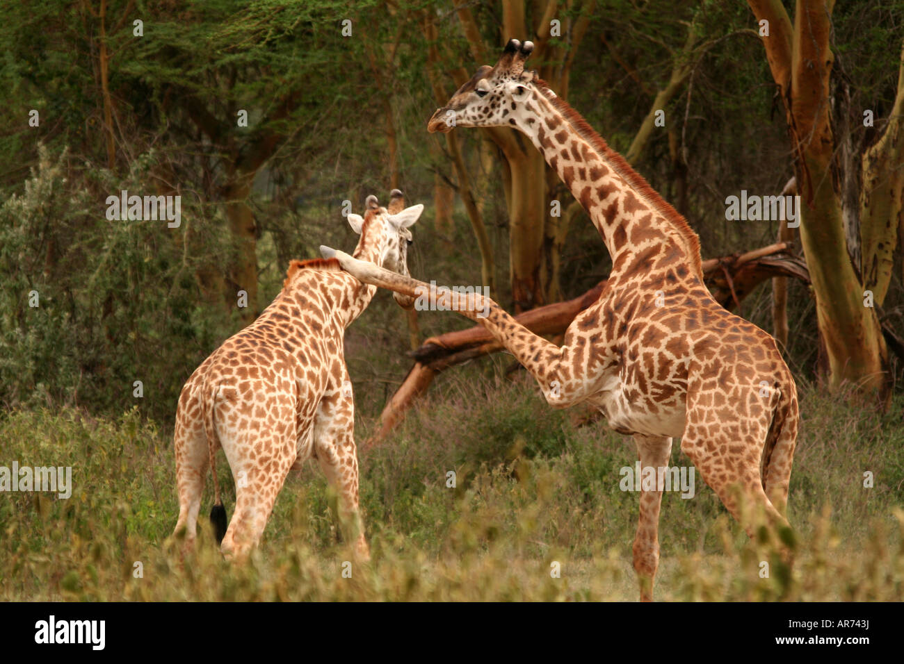 Pair of Rothschild s Giraffes fighting Hell s Gate NP Kenya Stock Photo