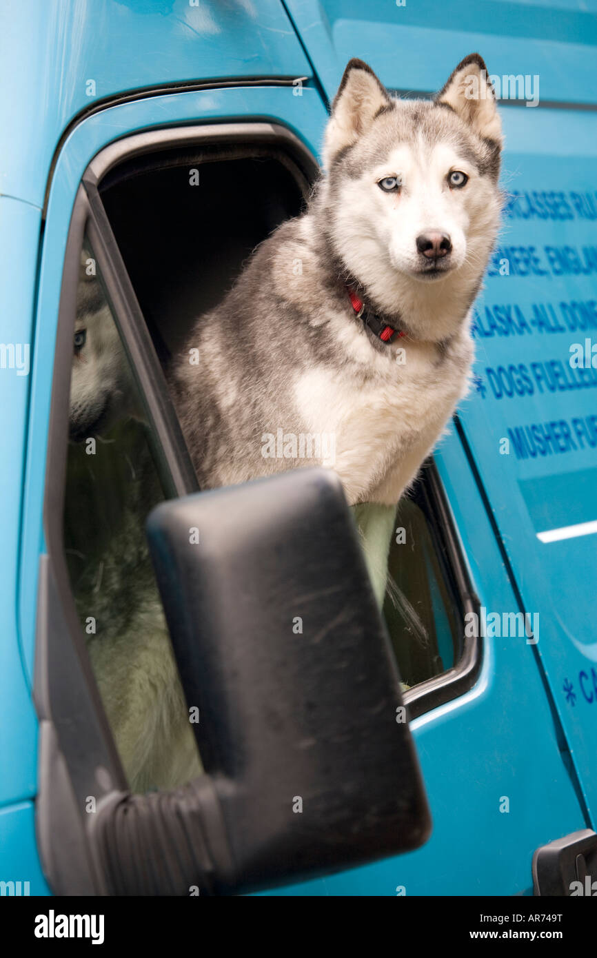 Vehicle security Husky dog on guard guarding van against vehicle theft Stock Photo