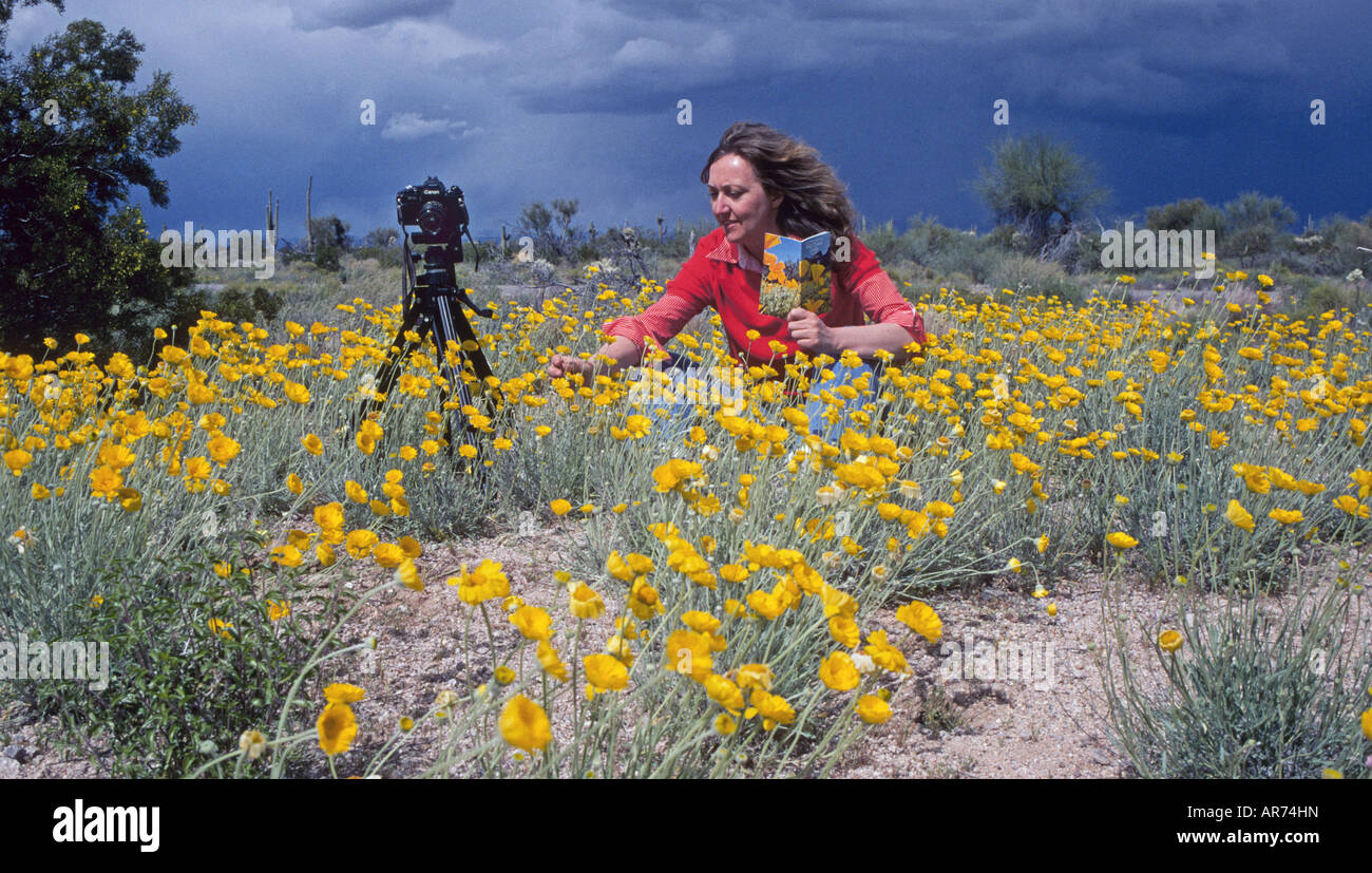 Under a stormy spring sky a visitor enjoys a field of poppies in the sonoran desert near Tucson Stock Photo
