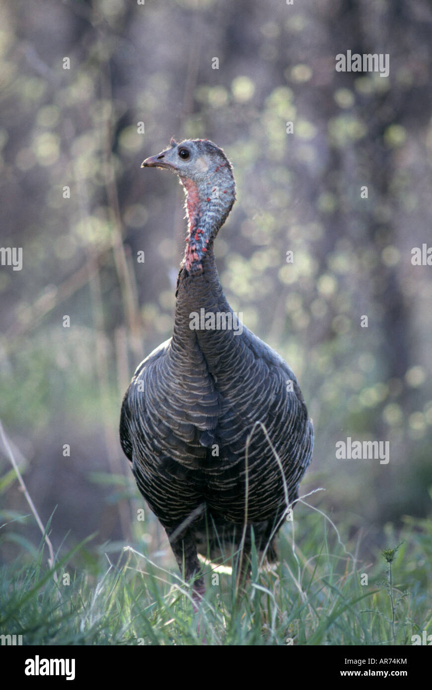 Every State's Official Bird