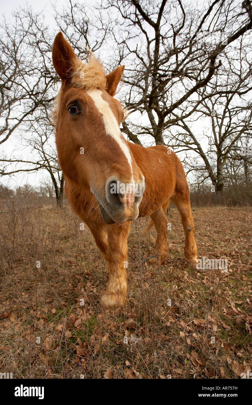Draught horse Stock Photo