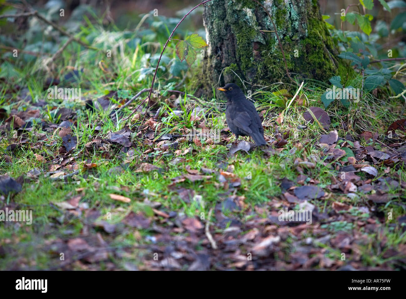 Blackbird On The Forest Floor Stock Photos Blackbird On The