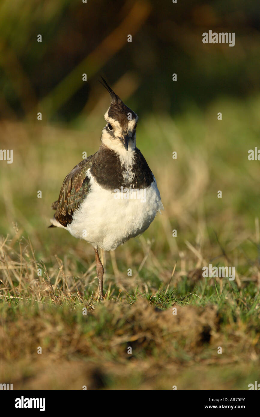 Birds standing on one leg hires stock photography and images Alamy