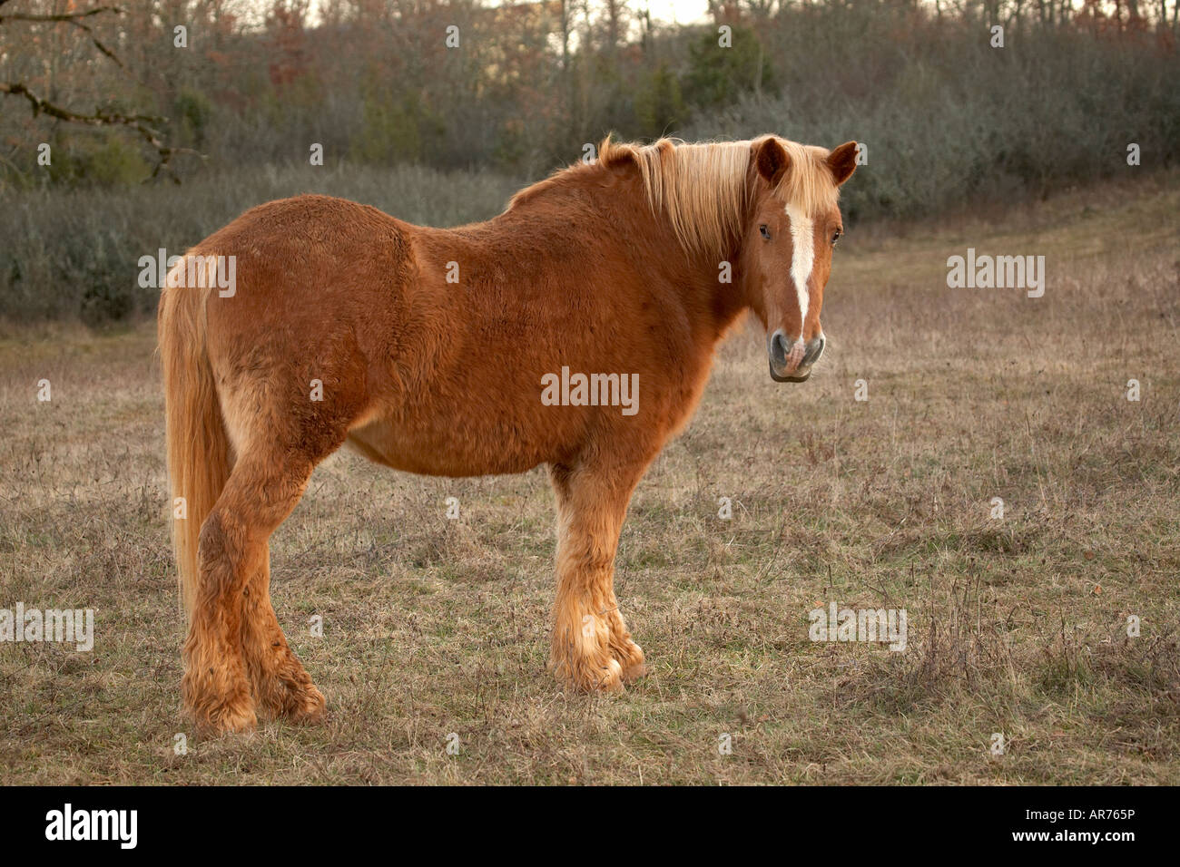 Draught horse Stock Photo