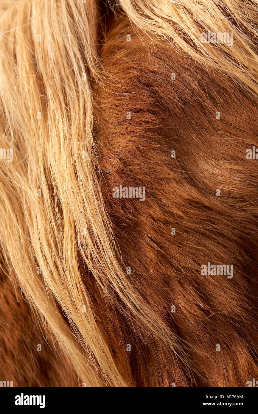 Draught horse hair Stock Photo