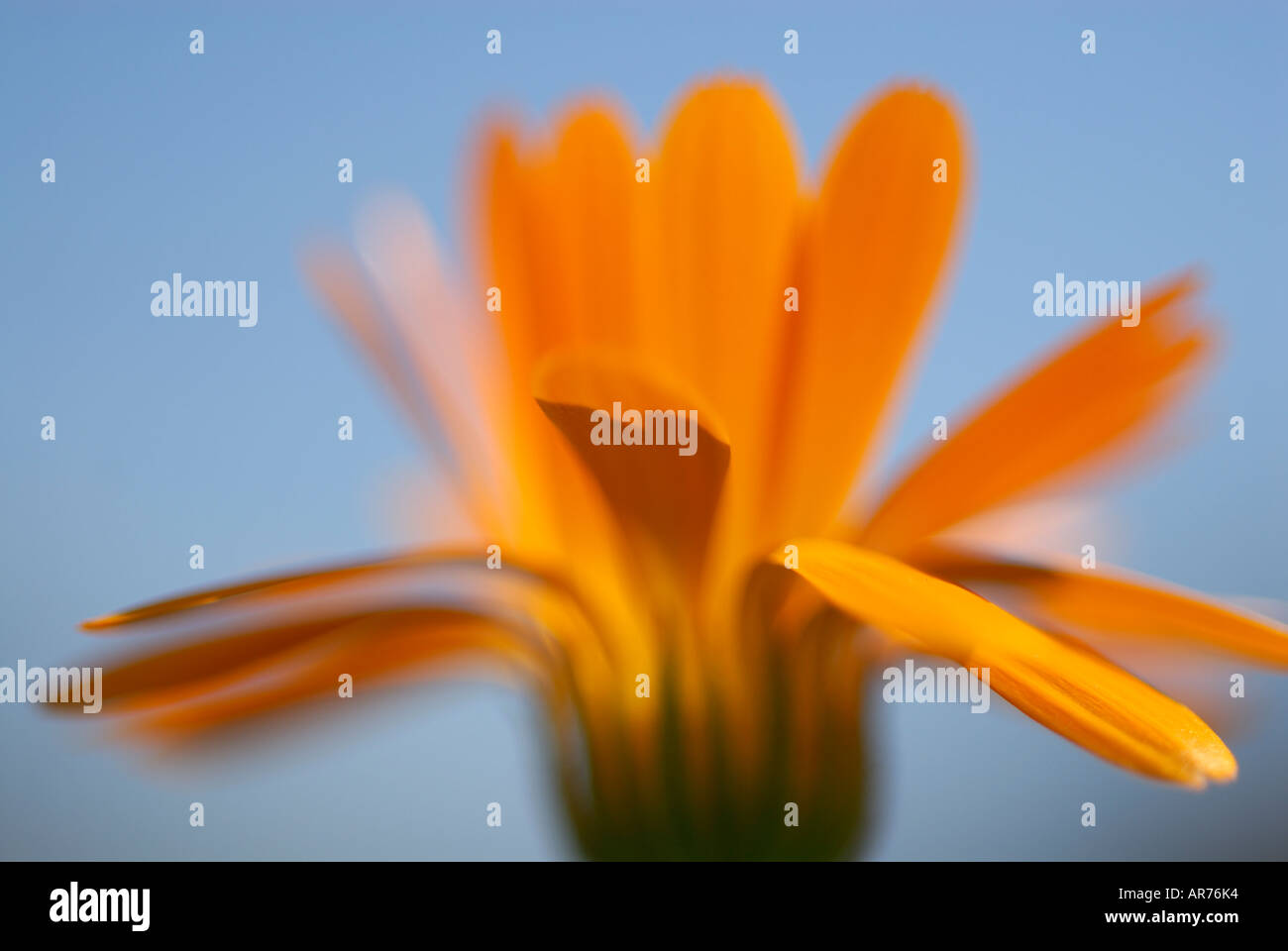 Calendula officinalis, pot marigold. (c) by uli nusko, ch-3012 bern Stock Photo