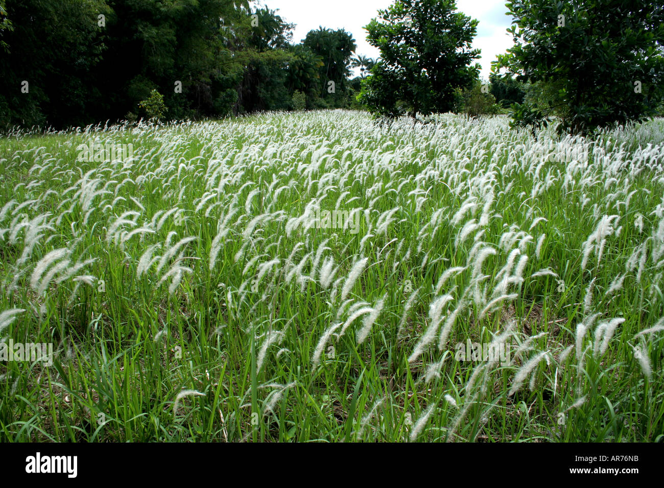 Rhizomatous Grass Imperata Cylindrica Known As Cogon Grass Us Blady Grass Australia Or Lalang Malaysia Stock Photo Alamy