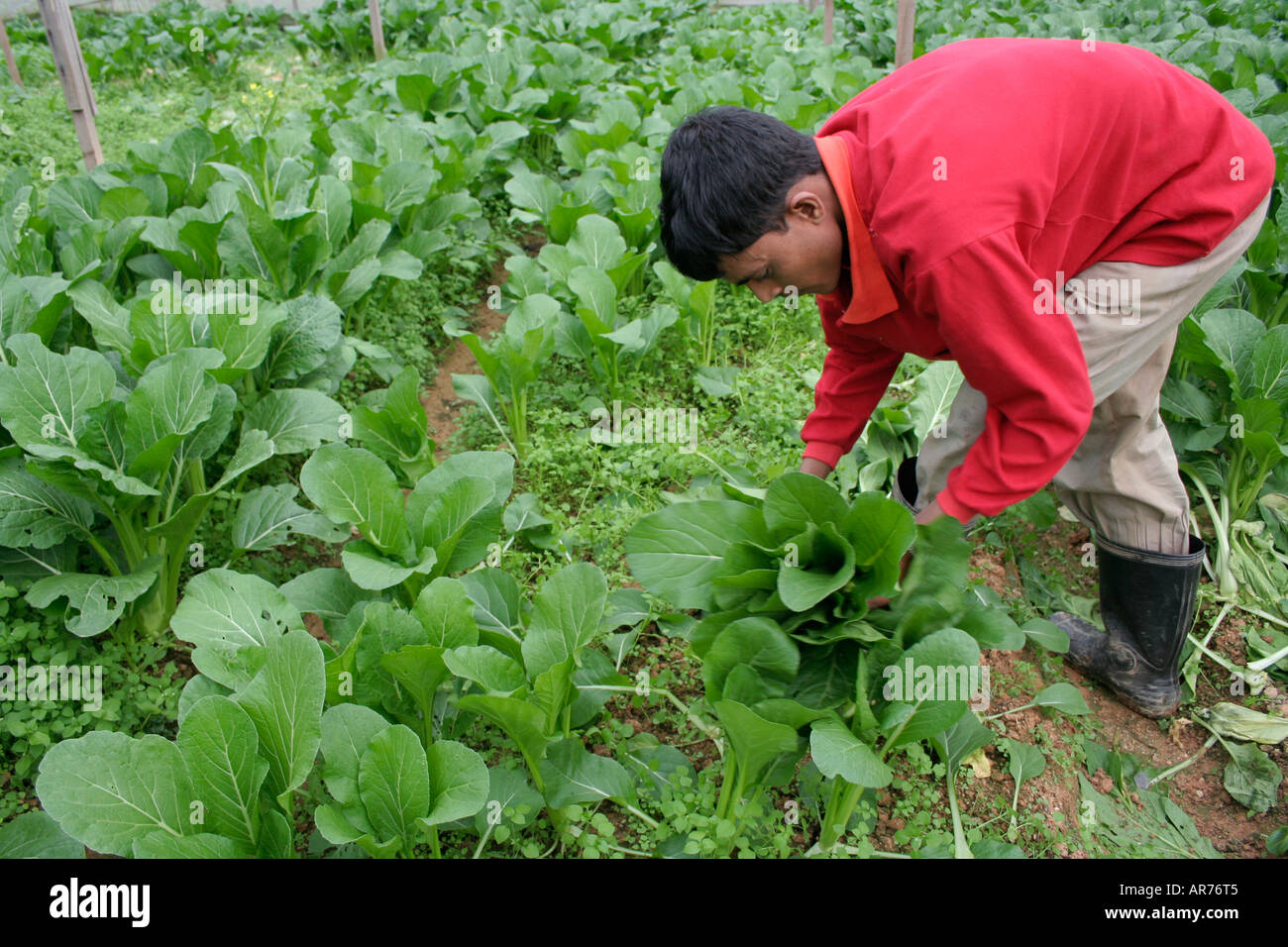 Organic farm at Cameron Highland in Malaysia Stock Photo - Alamy