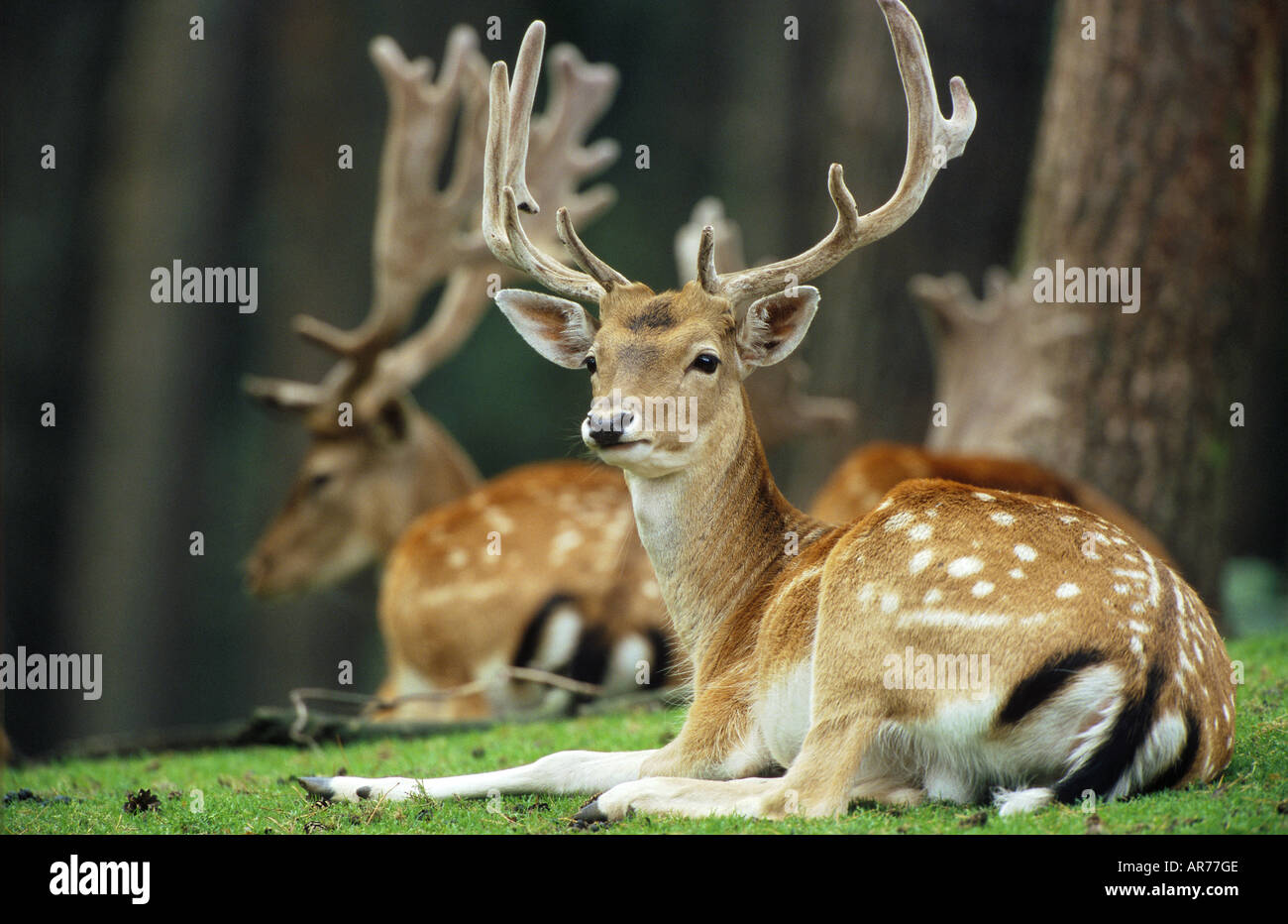 Damhirsche mit Bastgeweih ruhen am Waldrand Stock Photo