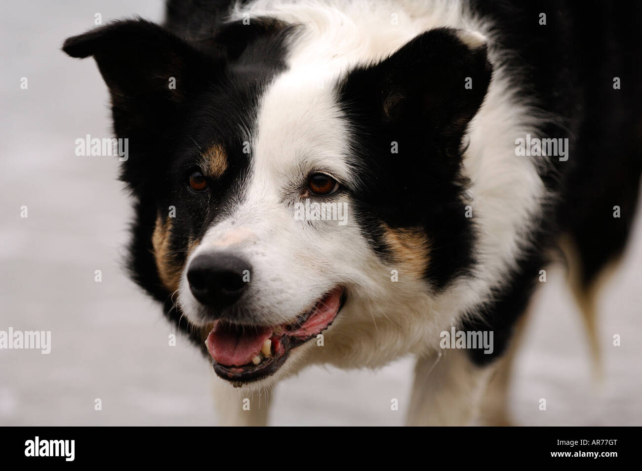a border collie sheepdog working and looking alert prone position