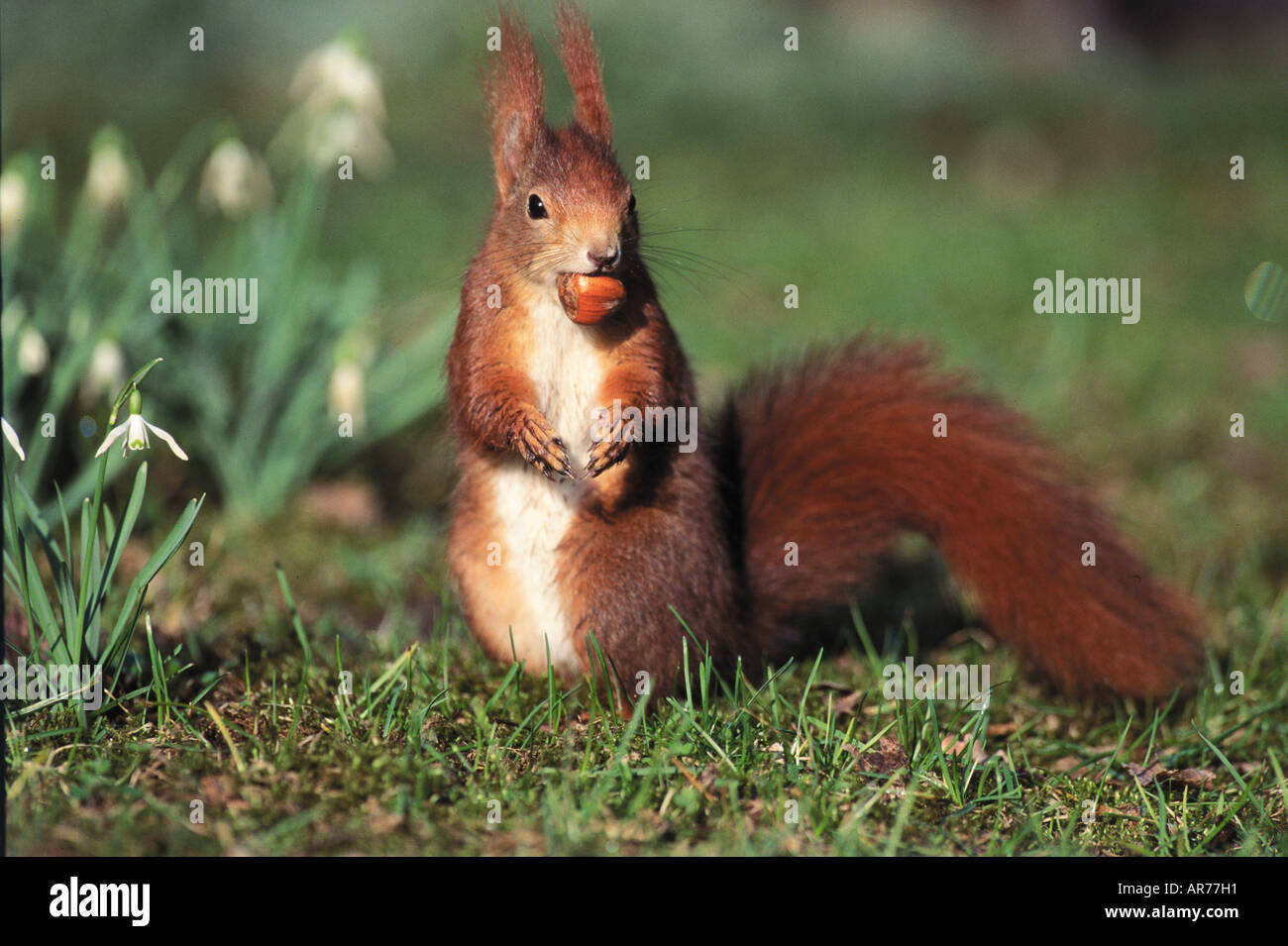 Eichhoernchen Sciurus vulgaris Red Squirrel Stock Photo