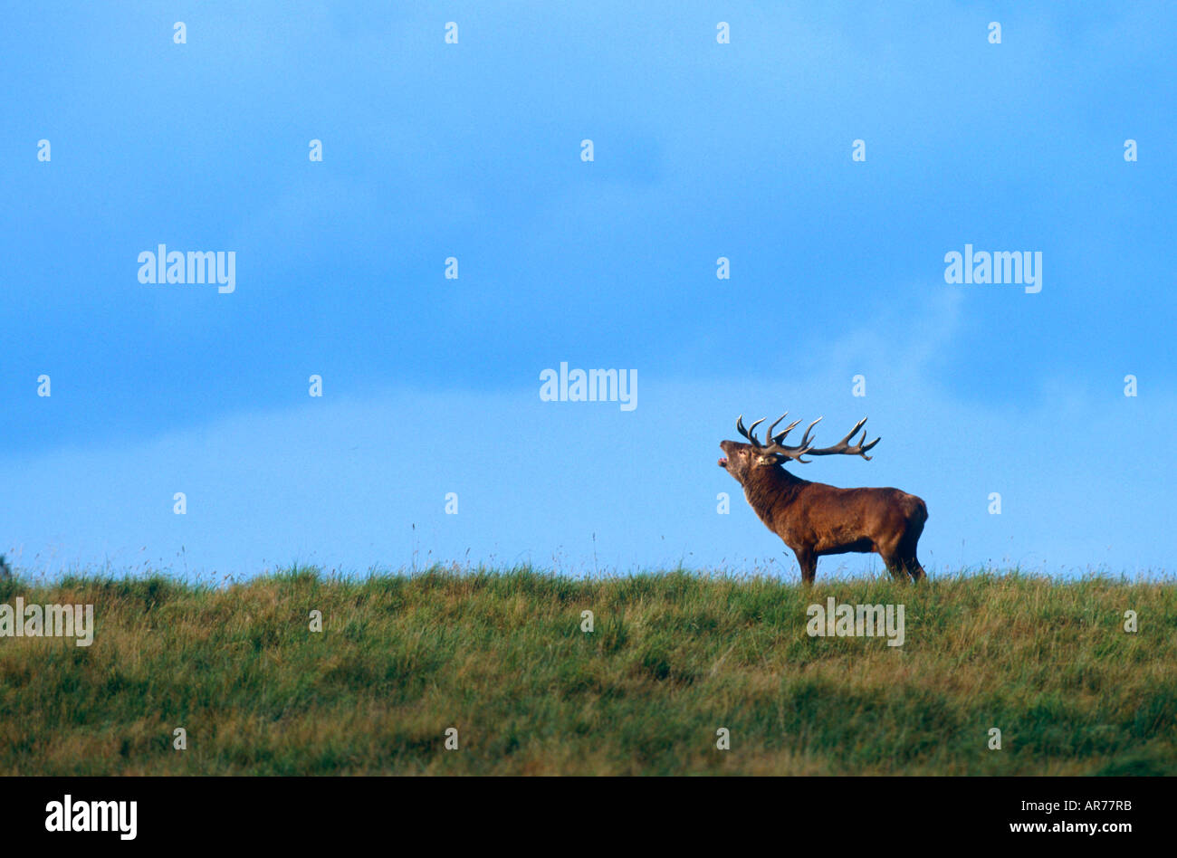 Rothirsch Cervus elaphus red deer Daenemark Stock Photo