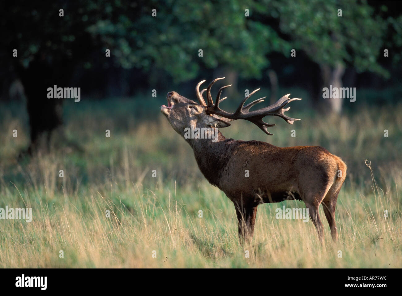 Rothirsch, Cervus elaphus, Red deer, Europe Stock Photo - Alamy