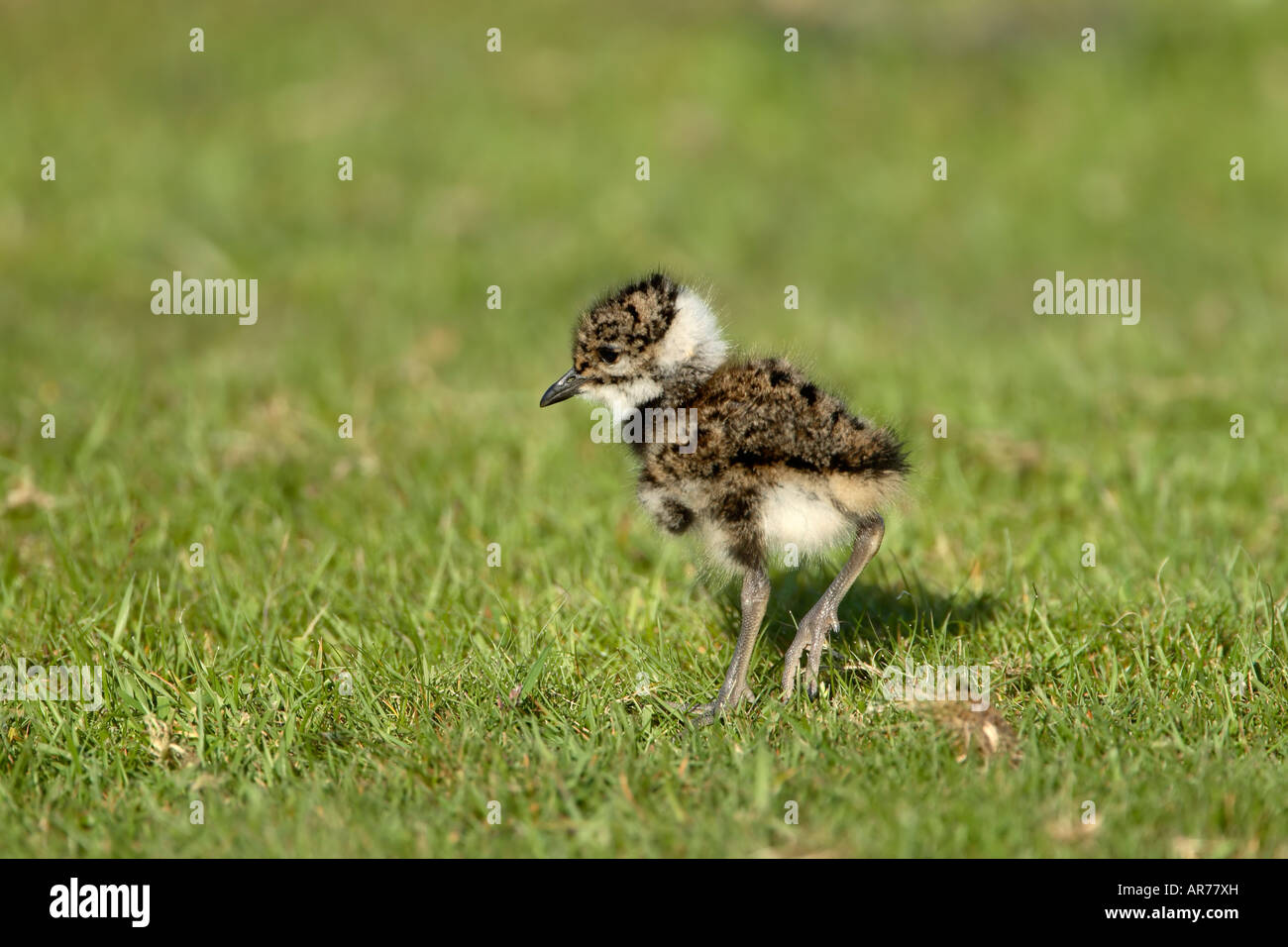 Lapwing Vanellus vanellus chick foraging on grassland showing large feet Stock Photo