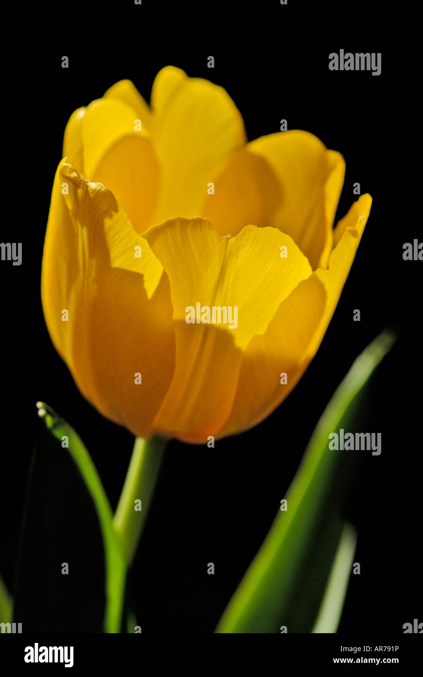 A single yellow tulip with a green stem against a yellow background ...