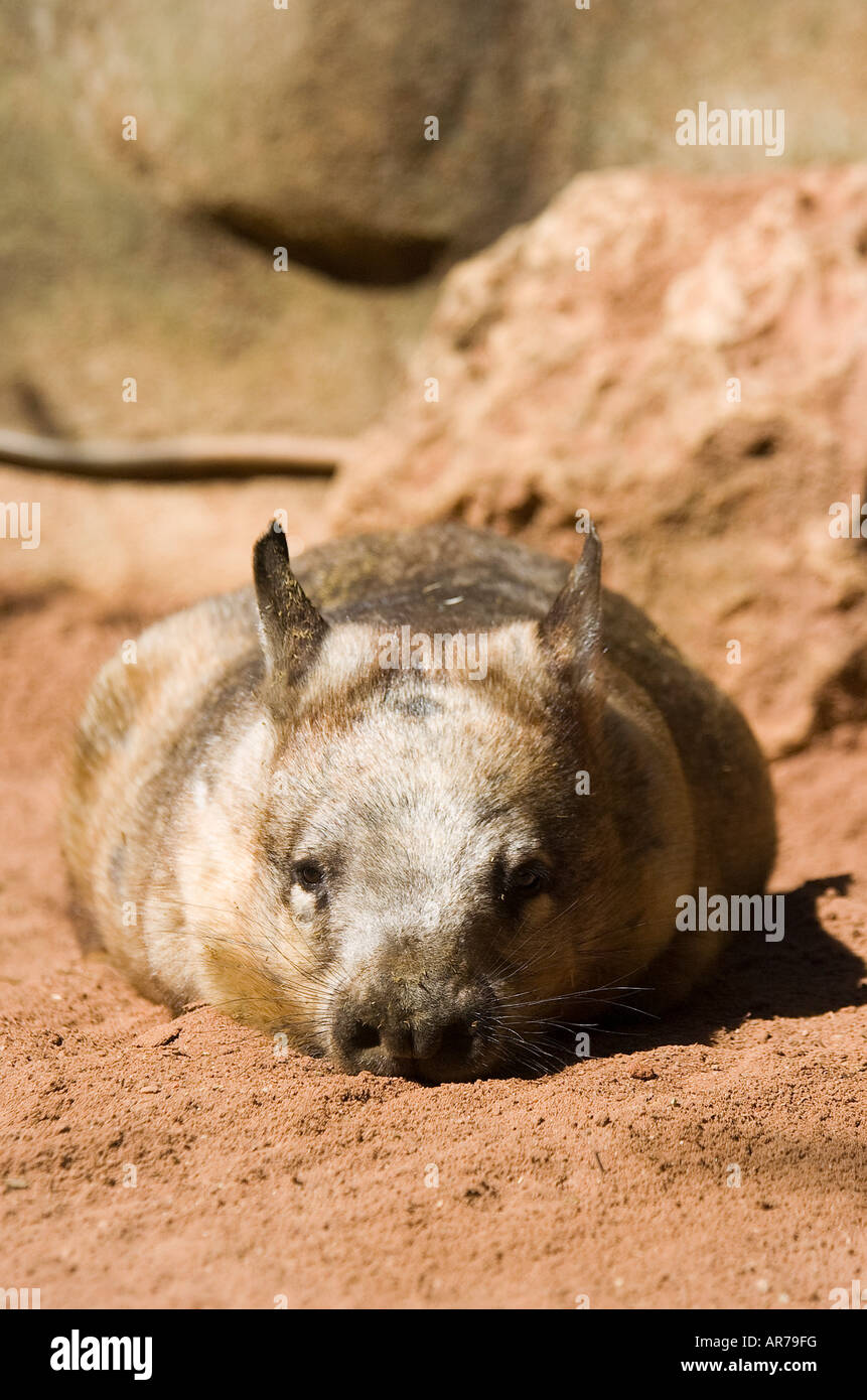 Hairy Nosed Wombat resting in the dirt Lasiorhinus Latifrons Stock Photo
