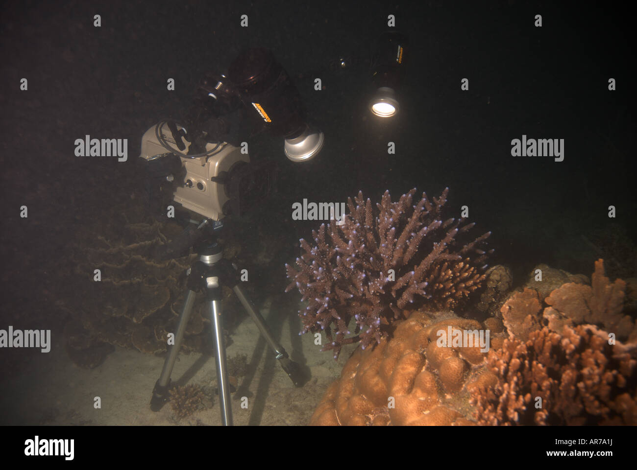 Underwater night videography of corals, Ningaloo Reef Marine Park, Western Australia Stock Photo