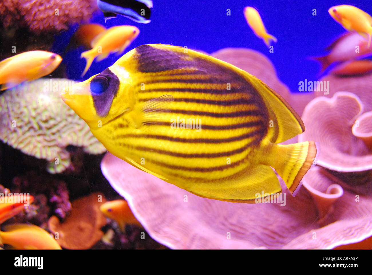 Tropical Emperor Angelfish, Coral World Underwater Observatory and Aquarium, Eilat, South District, Israel Stock Photo