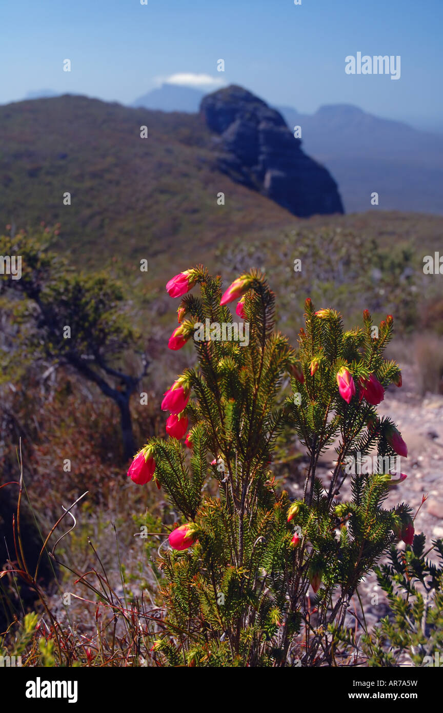 Common mountain bell Darwinia leijostyla near the summit of Mt Trio Stirling Range National Park Western Australia Stock Photo