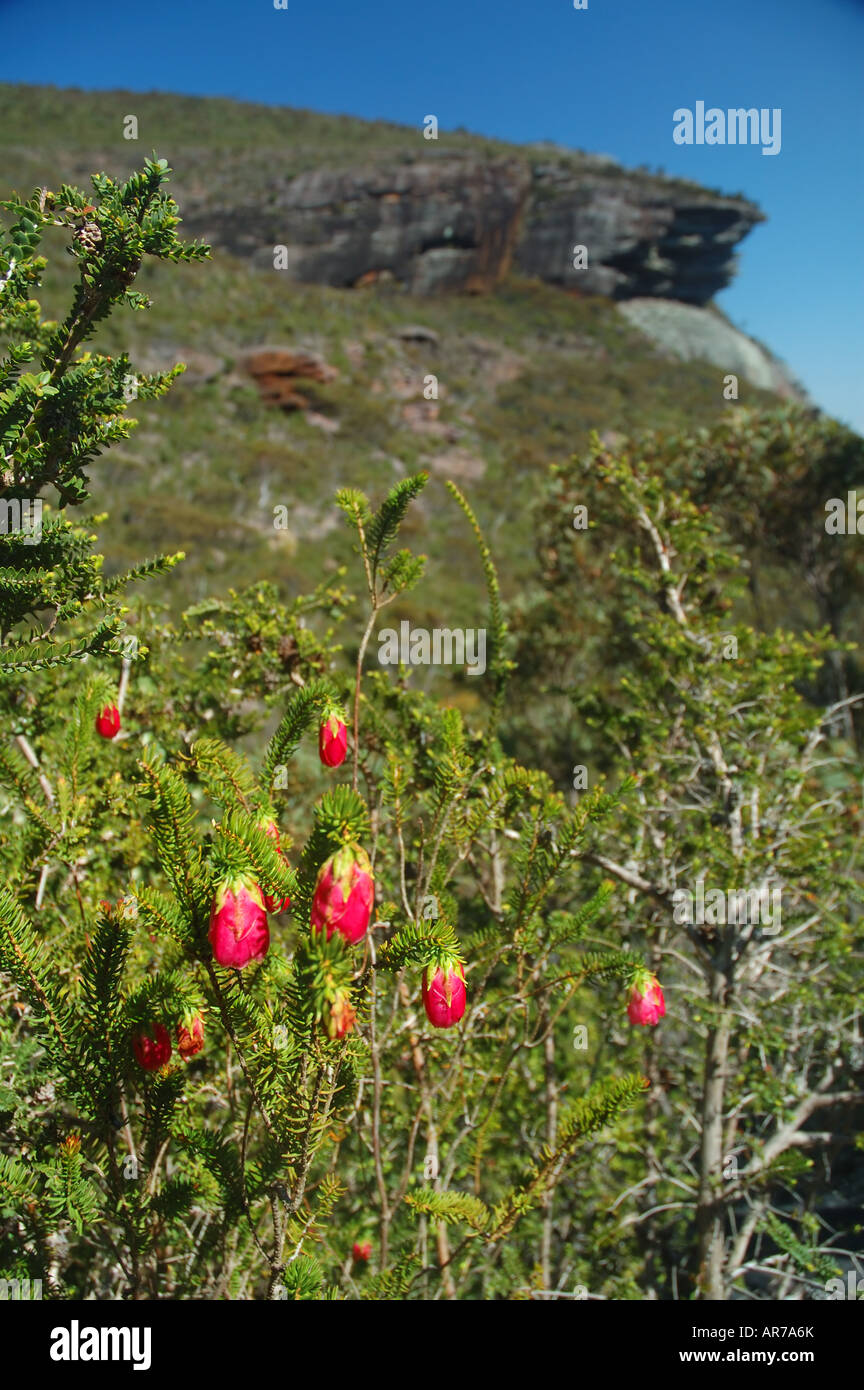Common mountain bell Darwinia leijostyla near the summit of Mt Trio Stirling Range National Park Western Australia Stock Photo