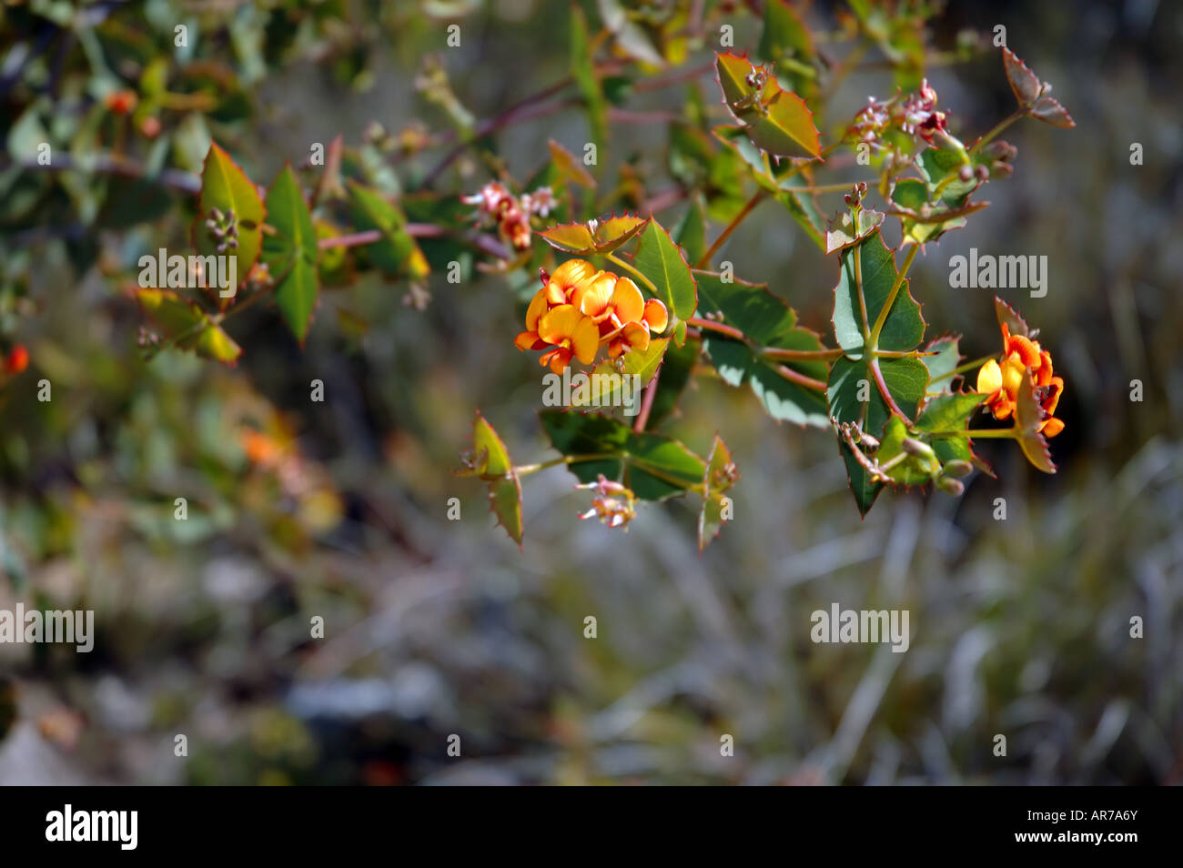 Flowering poison pea (Gastrolobium sp.), Stirling Range National Park, Western Australia Stock Photo