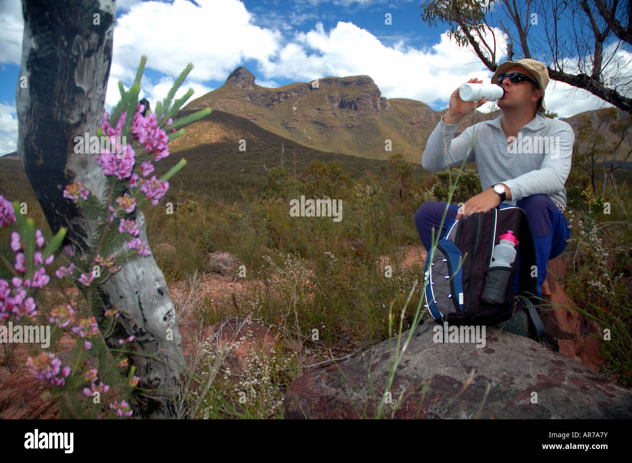 Hiker having a drink of water amongst wildflowers with the Stirling Range in the background Stock Photo