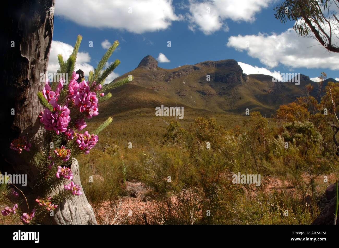 Wildflowers including painted lady pea (Gompholobium scabrum), Stirling Range National Park, Western Australia Stock Photo