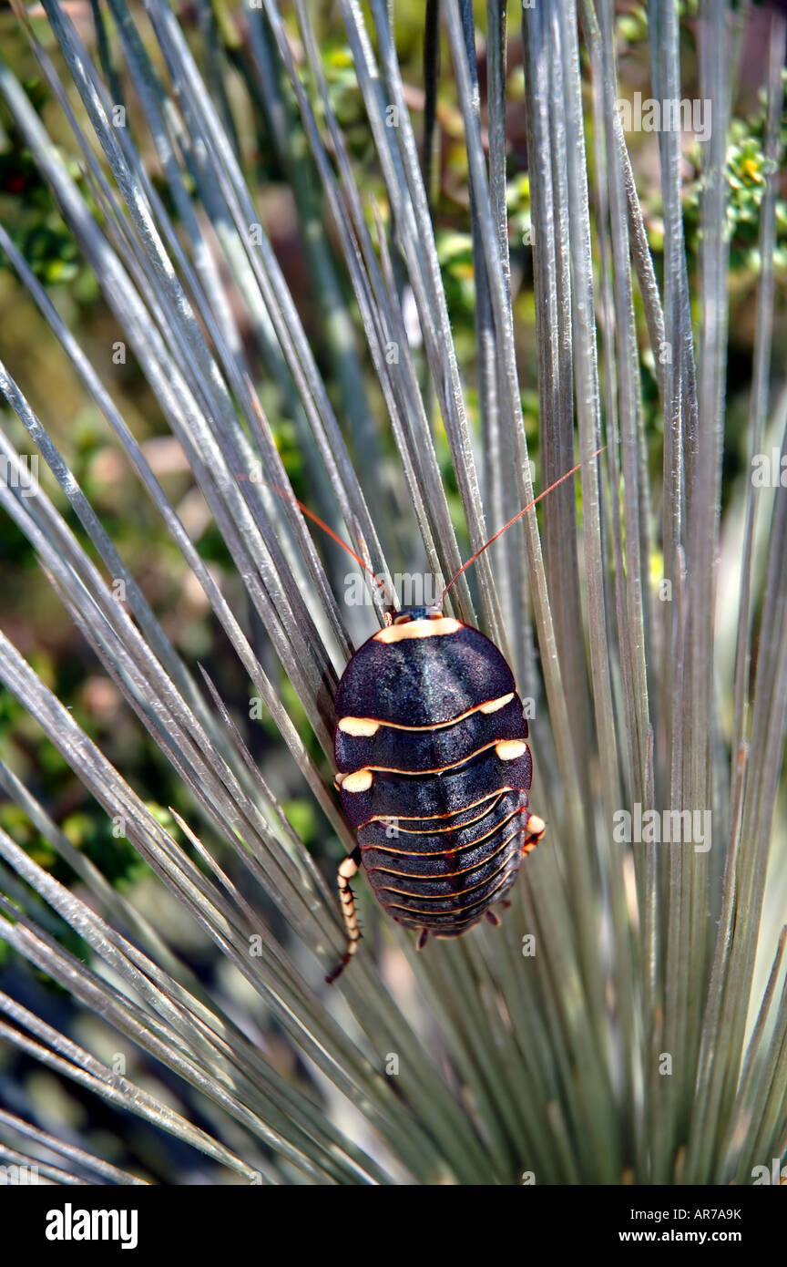 Native Australian cockroach (family Blattidae, possibly Polyzosteria sp.) on grass tree, Stirling Range National Park Stock Photo