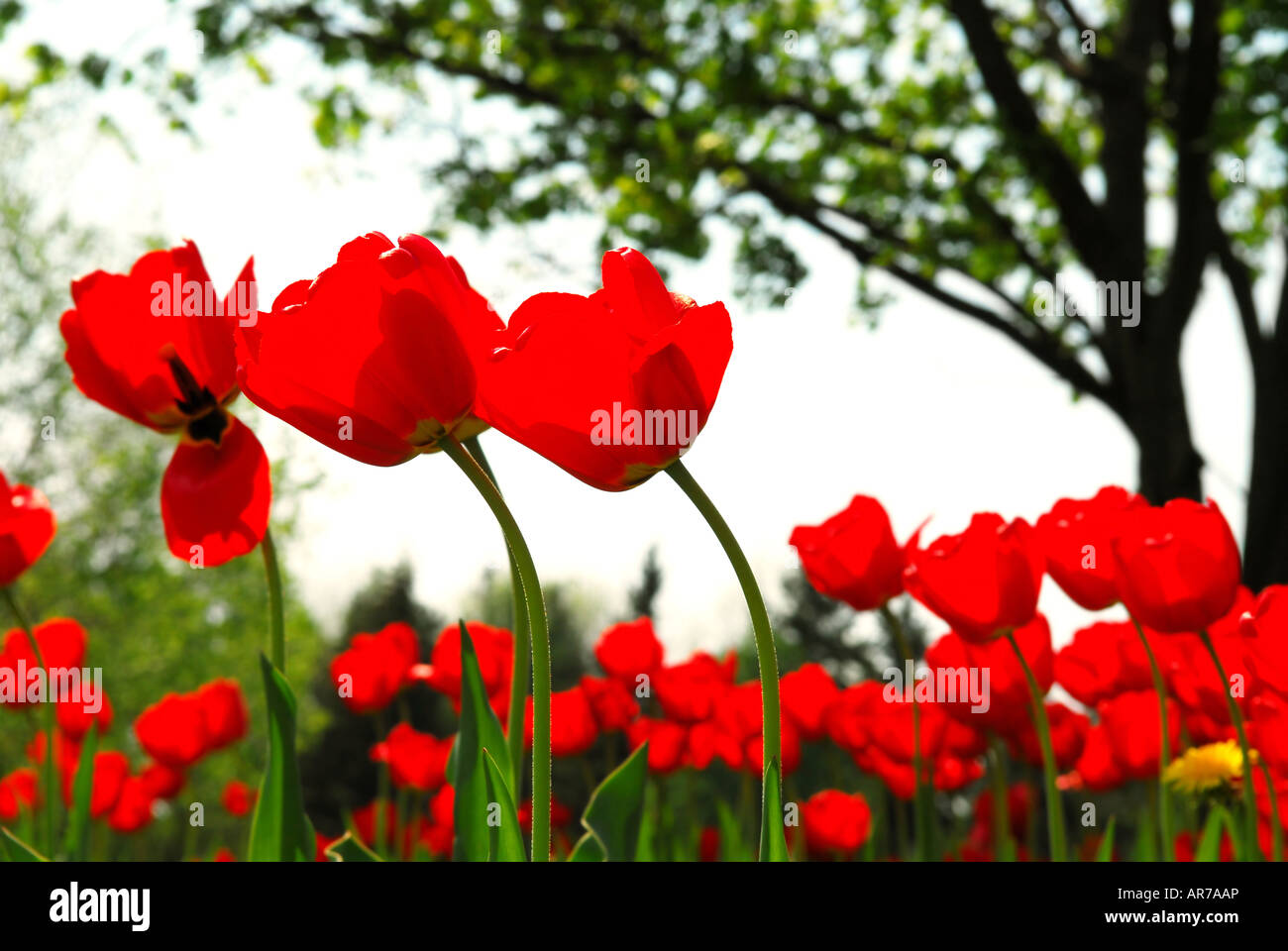 Red tulips flowers blooming in a spring field tree in the background ...