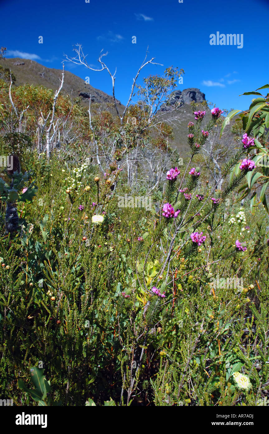 Spring wildflowers including Gompholobium scabrum on the Mt Magog track Stirling Range National Park Western Australia Stock Photo