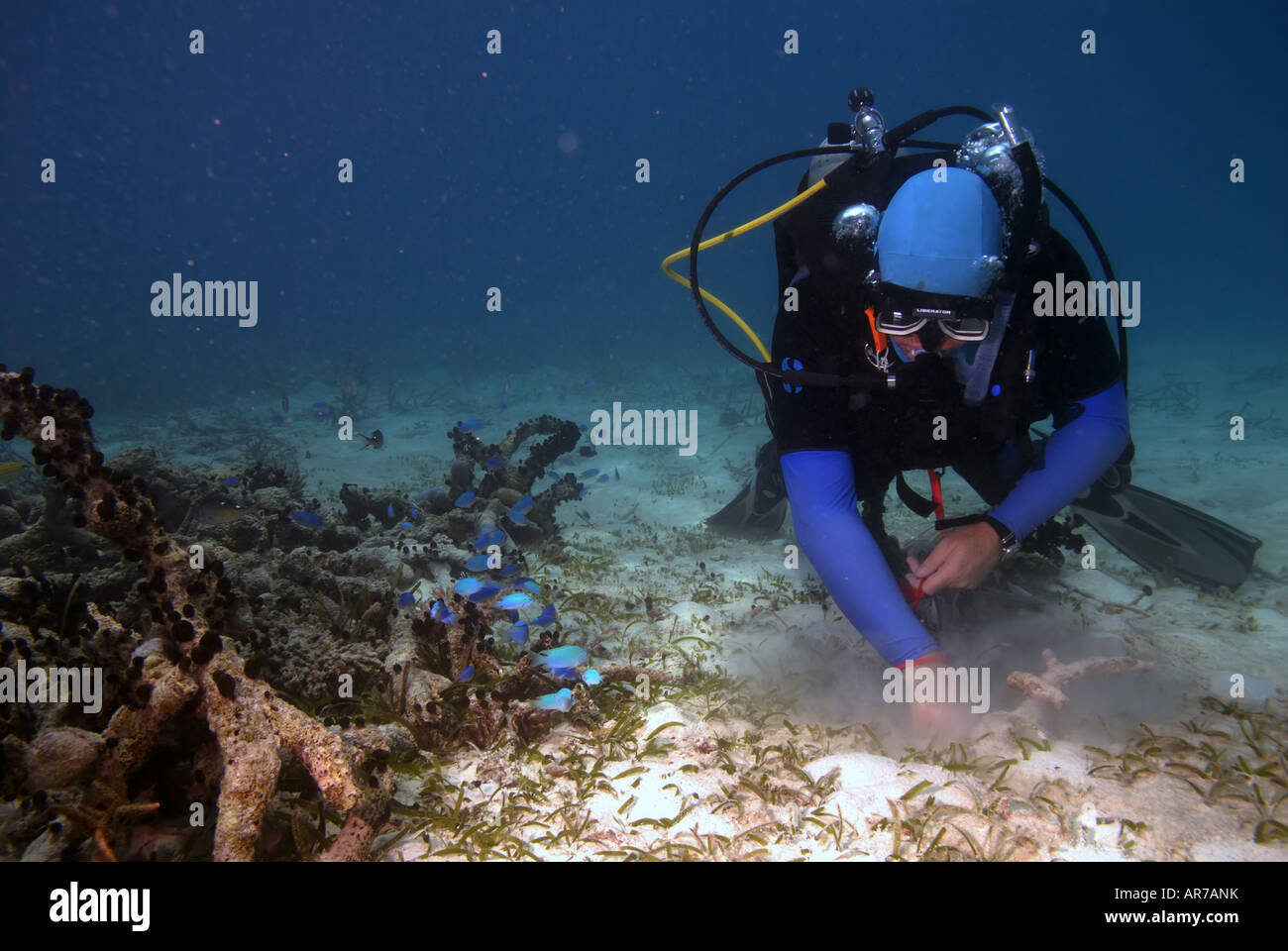 Marine botanist Dr John Huisman collecting seagrass samples in the lagoon Stock Photo